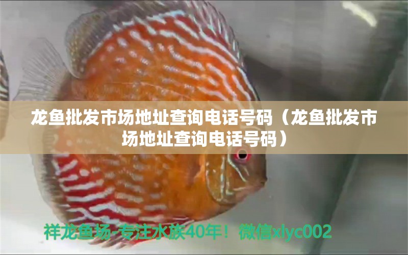 龍魚批發(fā)市場(chǎng)地址查詢電話號(hào)碼（龍魚批發(fā)市場(chǎng)地址查詢電話號(hào)碼） 龍魚批發(fā)