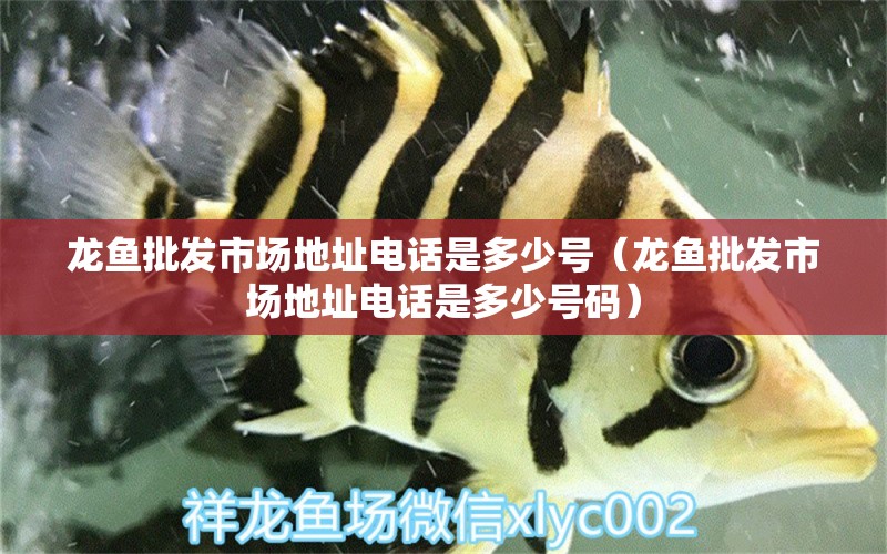 龍魚(yú)批發(fā)市場(chǎng)地址電話是多少號(hào)（龍魚(yú)批發(fā)市場(chǎng)地址電話是多少號(hào)碼）