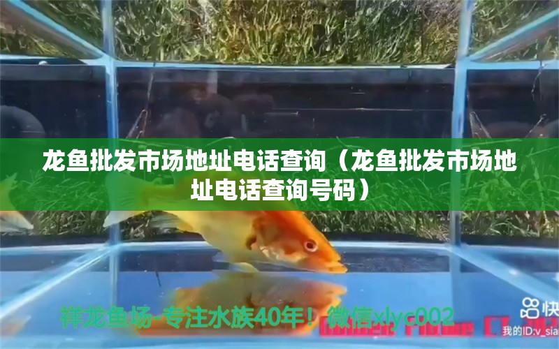 龍魚批發(fā)市場地址電話查詢（龍魚批發(fā)市場地址電話查詢號碼）