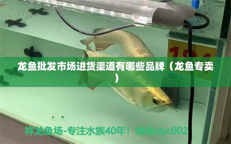 龍魚批發(fā)市場進貨渠道有哪些品牌（龍魚專賣）