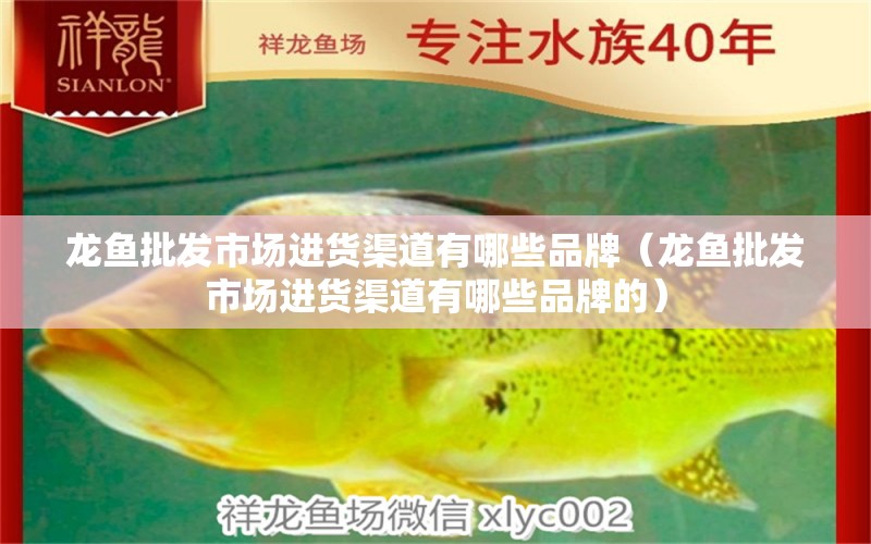 龍魚批發(fā)市場進貨渠道有哪些品牌（龍魚批發(fā)市場進貨渠道有哪些品牌的）