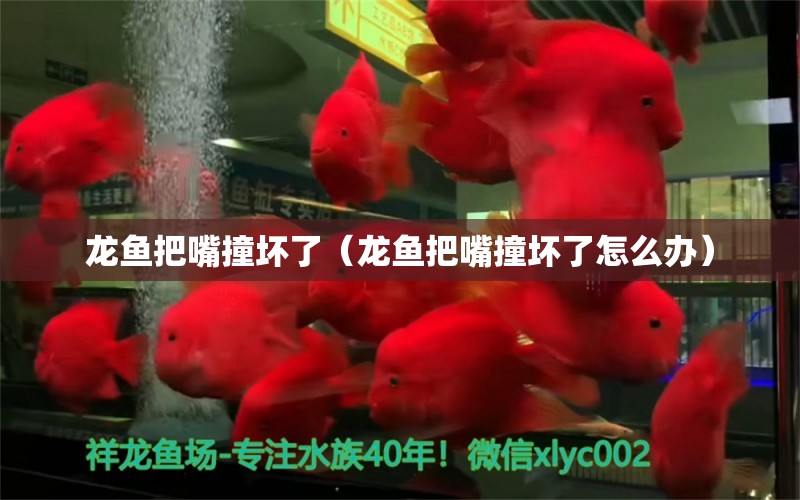 龍魚把嘴撞壞了（龍魚把嘴撞壞了怎么辦）