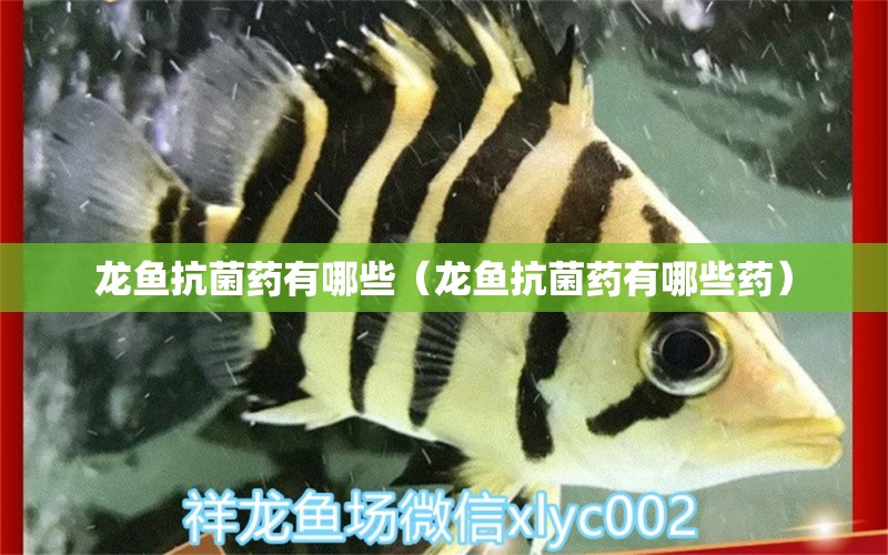 龍魚抗菌藥有哪些（龍魚抗菌藥有哪些藥）