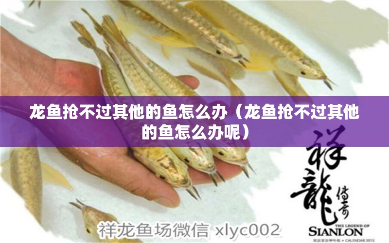 龍魚(yú)搶不過(guò)其他的魚(yú)怎么辦（龍魚(yú)搶不過(guò)其他的魚(yú)怎么辦呢） 廣州龍魚(yú)批發(fā)市場(chǎng)