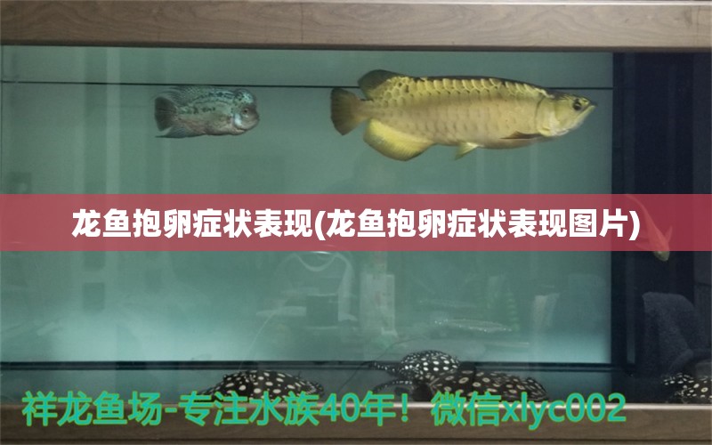 龍魚抱卵癥狀表現(xiàn)(龍魚抱卵癥狀表現(xiàn)圖片) 觀賞魚百科