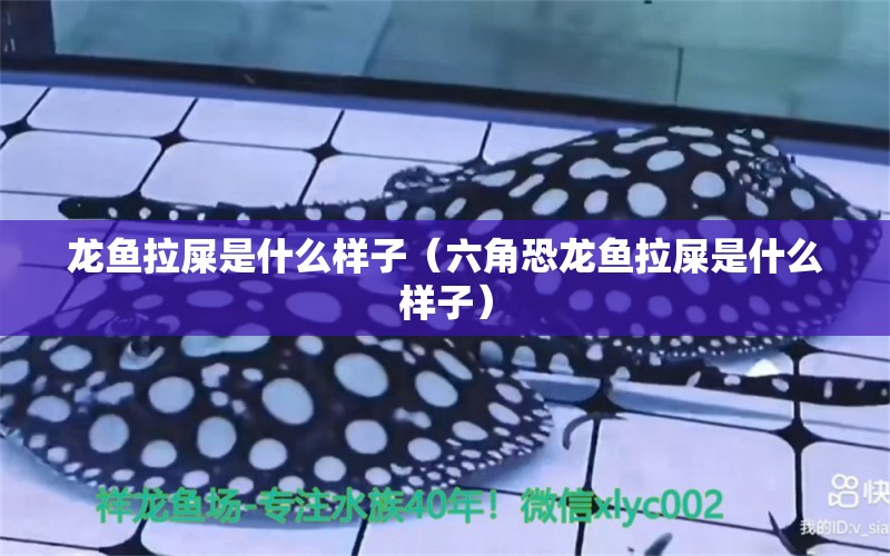 龍魚拉屎是什么樣子（六角恐龍魚拉屎是什么樣子）