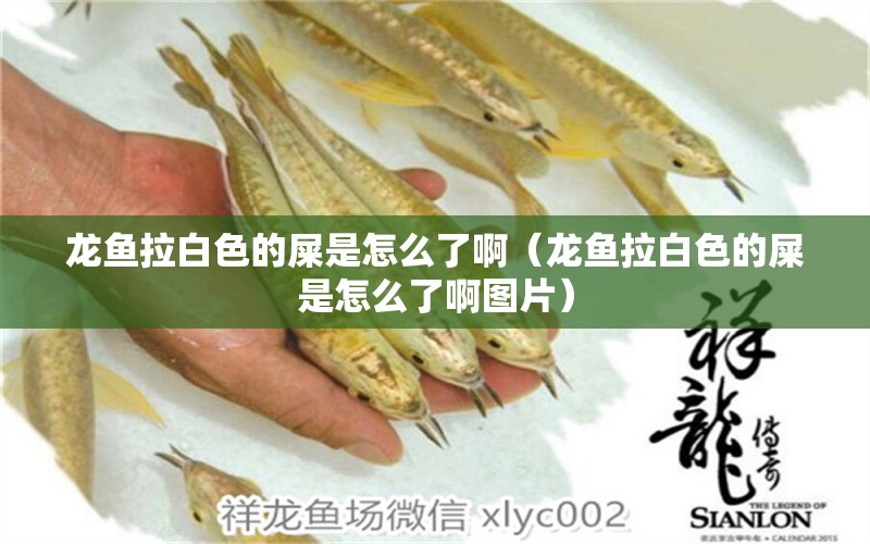 龍魚拉白色的屎是怎么了?。堲~拉白色的屎是怎么了啊圖片）