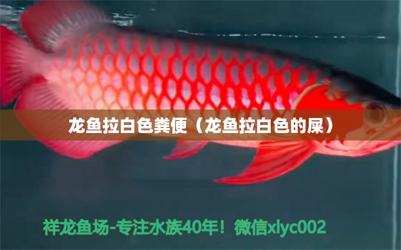 龍魚拉白色糞便（龍魚拉白色的屎）