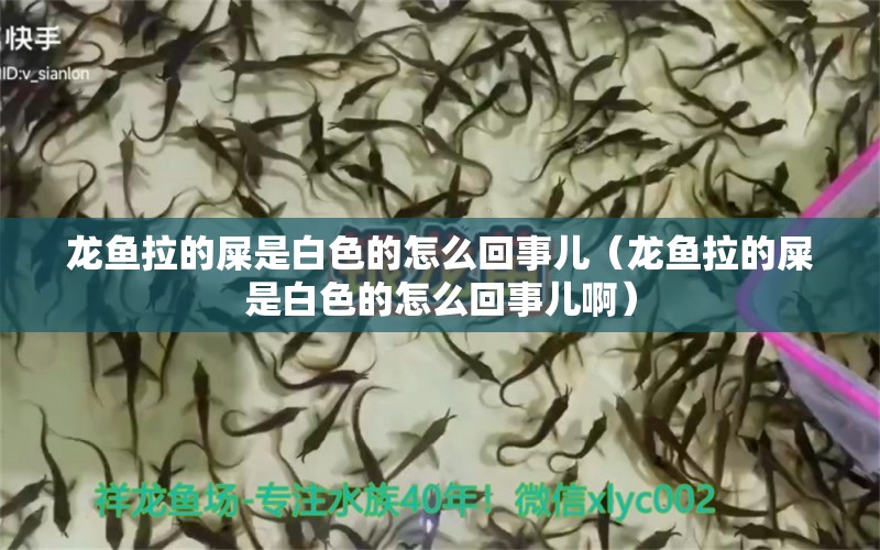 龍魚拉的屎是白色的怎么回事兒（龍魚拉的屎是白色的怎么回事兒?。? title=