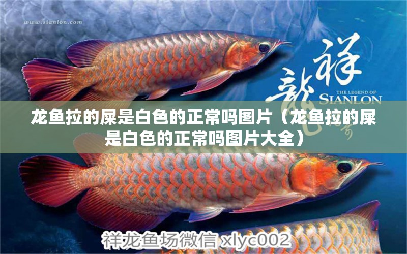 龍魚拉的屎是白色的正常嗎圖片（龍魚拉的屎是白色的正常嗎圖片大全）