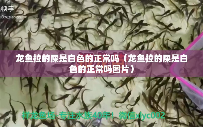 龍魚拉的屎是白色的正常嗎（龍魚拉的屎是白色的正常嗎圖片）