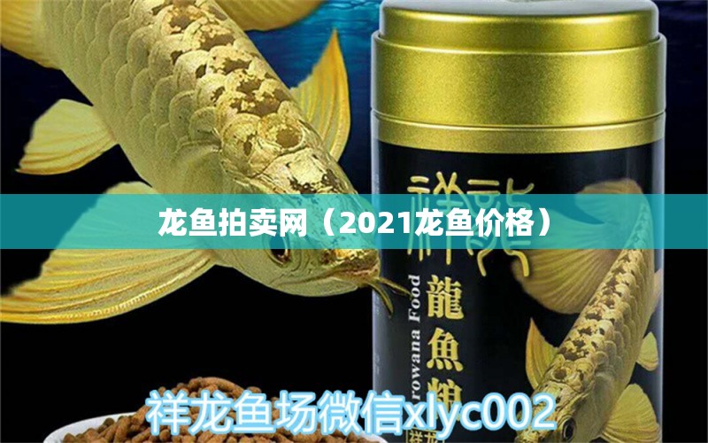 龍魚拍賣網(wǎng)（2021龍魚價格）