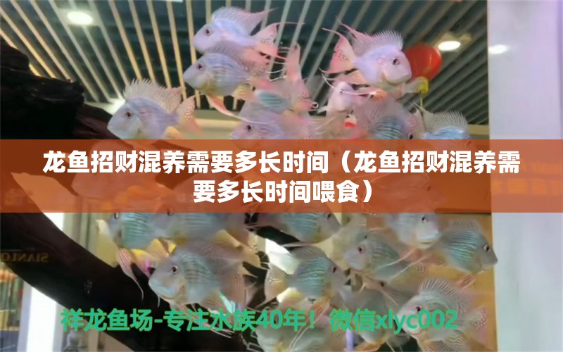 龍魚招財(cái)混養(yǎng)需要多長(zhǎng)時(shí)間（龍魚招財(cái)混養(yǎng)需要多長(zhǎng)時(shí)間喂食） 廣州龍魚批發(fā)市場(chǎng)