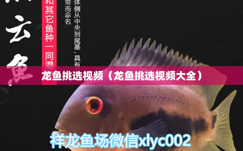 龍魚挑選視頻（龍魚挑選視頻大全） 龍魚疾病與治療