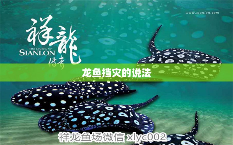 龍魚擋災(zāi)的說法 龍魚百科 第2張