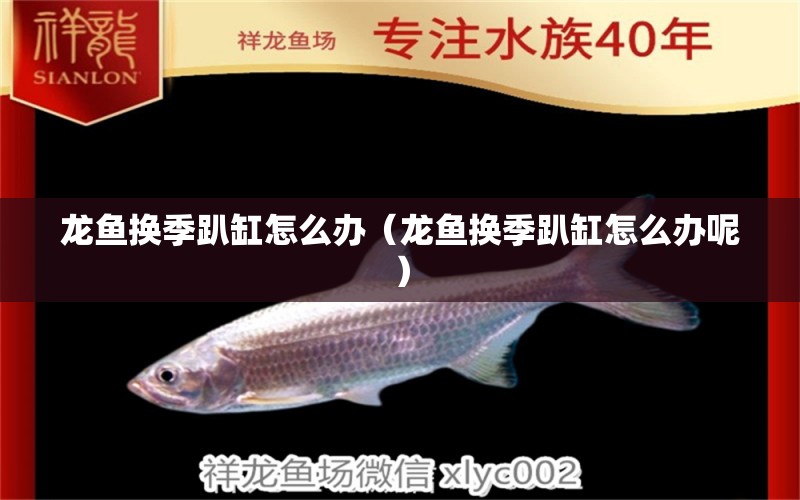 龍魚換季趴缸怎么辦（龍魚換季趴缸怎么辦呢） 廣州龍魚批發(fā)市場