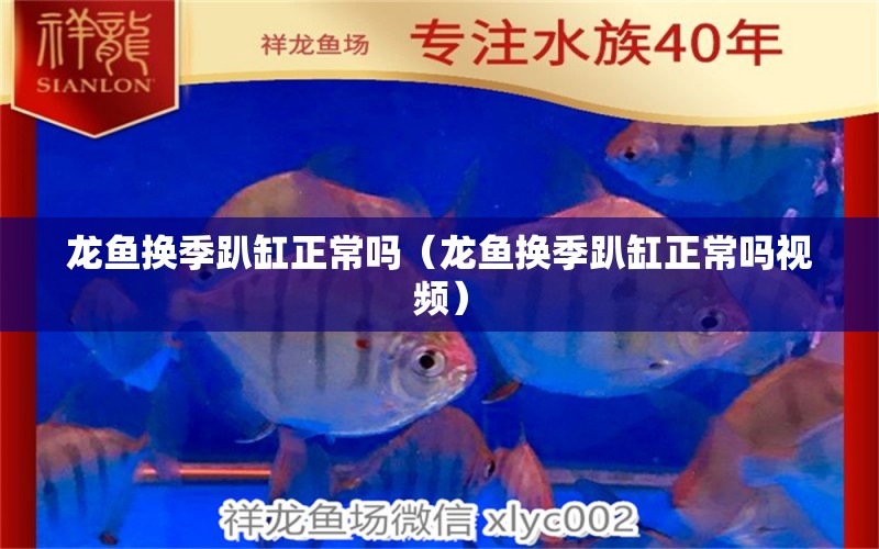 龍魚換季趴缸正常嗎（龍魚換季趴缸正常嗎視頻）