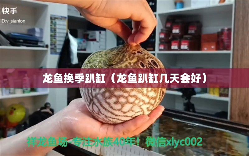 龍魚換季趴缸（龍魚趴缸幾天會(huì)好）