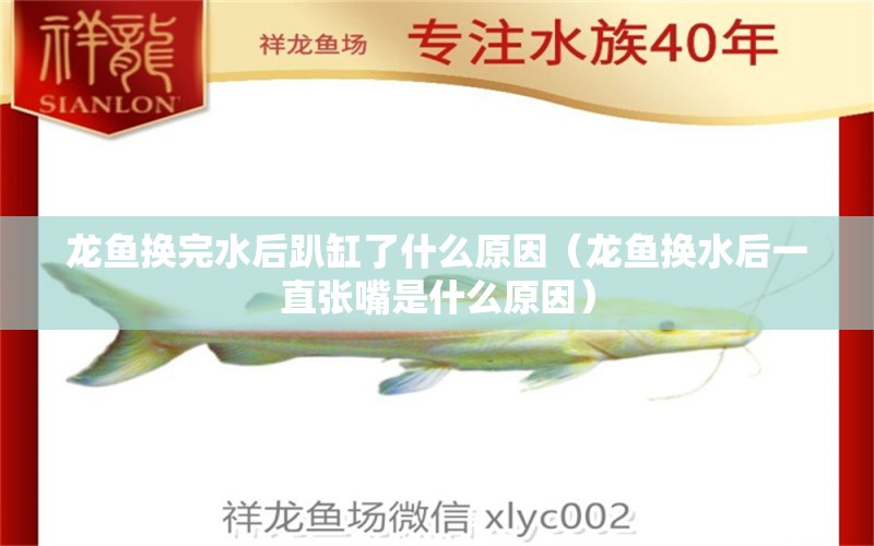 龍魚換完水后趴缸了什么原因（龍魚換水后一直張嘴是什么原因） 觀賞魚