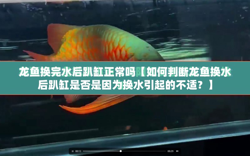 龍魚換完水后趴缸正常嗎【如何判斷龍魚換水后趴缸是否是因?yàn)閾Q水引起的不適？】 水族問答 第1張