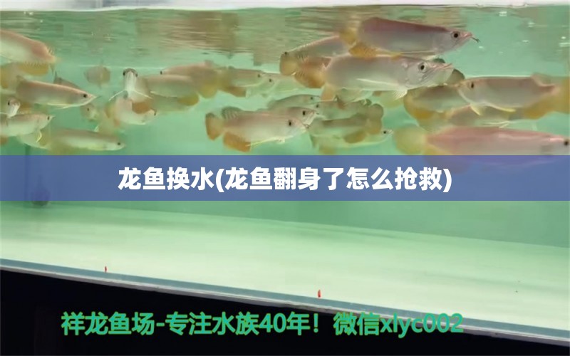 龍魚換水(龍魚翻身了怎么搶救) 白子金龍魚