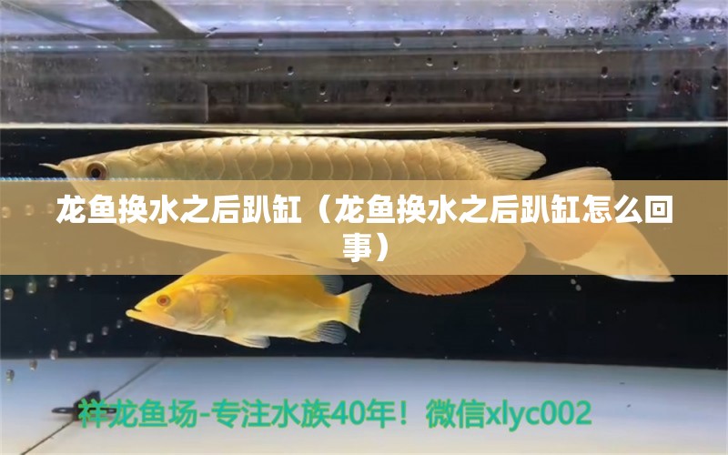 龍魚換水之后趴缸（龍魚換水之后趴缸怎么回事） 廣州龍魚批發(fā)市場