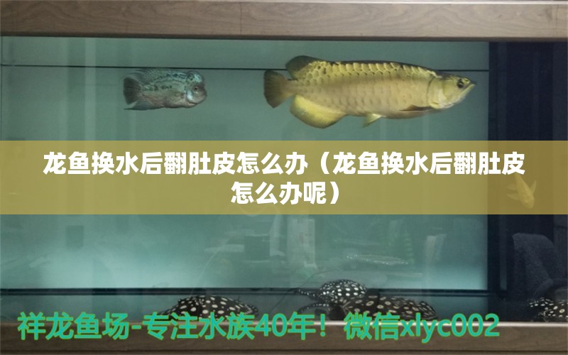 龍魚換水后翻肚皮怎么辦（龍魚換水后翻肚皮怎么辦呢） 廣州龍魚批發(fā)市場