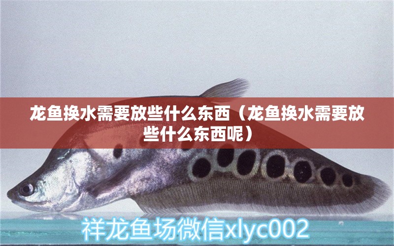 龍魚換水需要放些什么東西（龍魚換水需要放些什么東西呢） 廣州龍魚批發(fā)市場