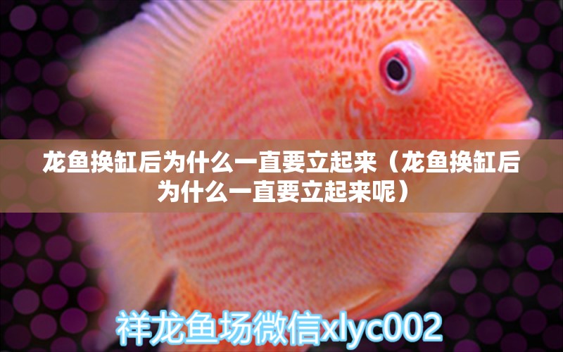 龍魚換缸后為什么一直要立起來（龍魚換缸后為什么一直要立起來呢）