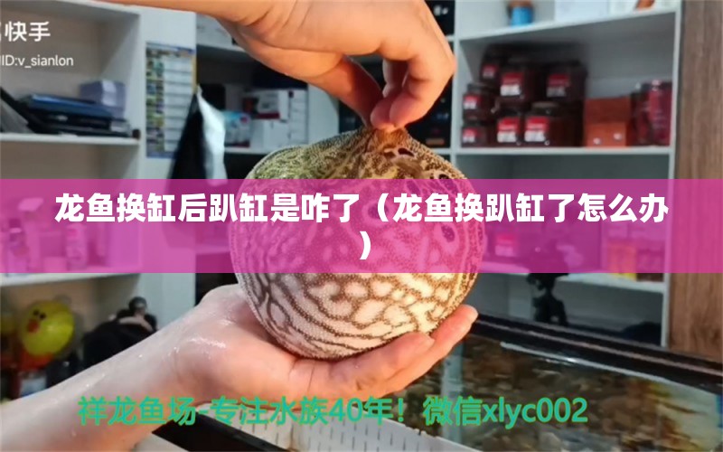 龍魚換缸后趴缸是咋了（龍魚換趴缸了怎么辦）