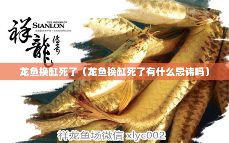 龍魚換缸死了（龍魚換缸死了有什么忌諱嗎）