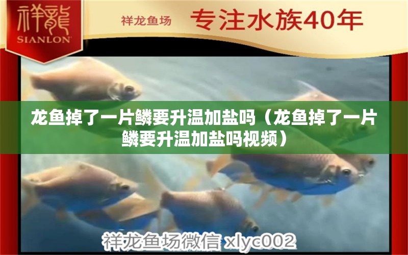 龍魚掉了一片鱗要升溫加鹽嗎（龍魚掉了一片鱗要升溫加鹽嗎視頻）