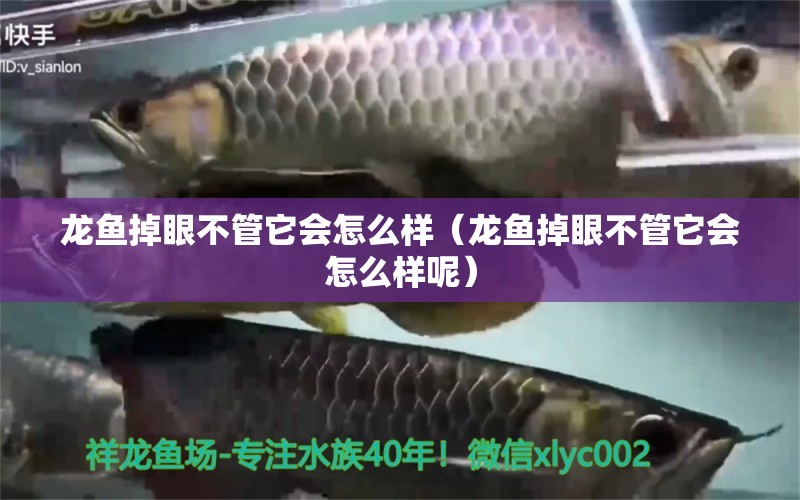 龍魚(yú)掉眼不管它會(huì)怎么樣（龍魚(yú)掉眼不管它會(huì)怎么樣呢）