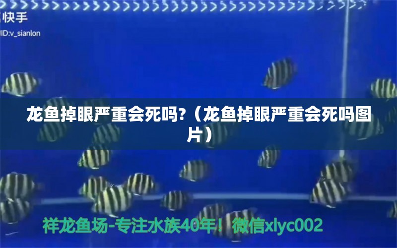 龍魚掉眼嚴(yán)重會(huì)死嗎?（龍魚掉眼嚴(yán)重會(huì)死嗎圖片） 龍魚疾病與治療