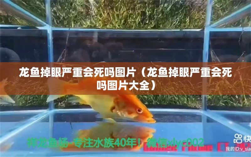 龍魚掉眼嚴重會死嗎圖片（龍魚掉眼嚴重會死嗎圖片大全）