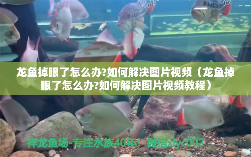 龍魚掉眼了怎么辦?如何解決圖片視頻（龍魚掉眼了怎么辦?如何解決圖片視頻教程）