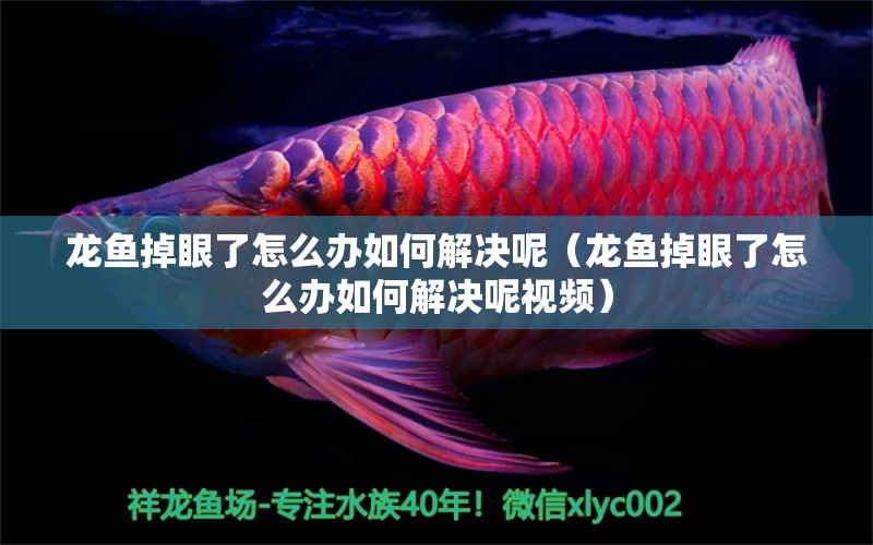 龍魚掉眼了怎么辦如何解決呢（龍魚掉眼了怎么辦如何解決呢視頻）