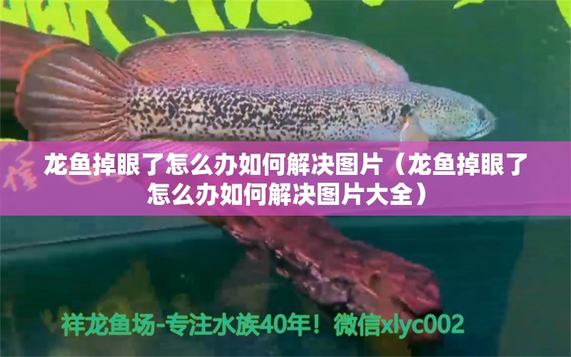 龍魚掉眼了怎么辦如何解決圖片（龍魚掉眼了怎么辦如何解決圖片大全）