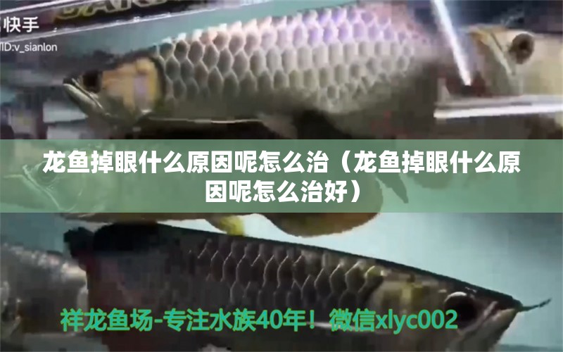 龍魚掉眼什么原因呢怎么治（龍魚掉眼什么原因呢怎么治好）