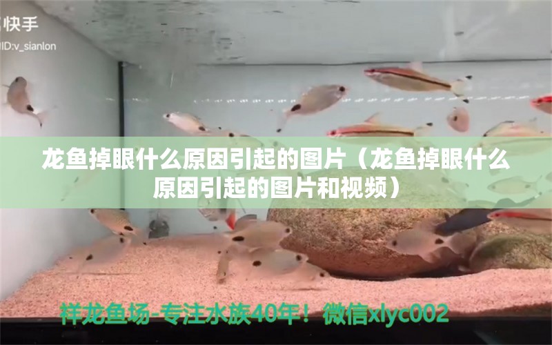 龍魚掉眼什么原因引起的圖片（龍魚掉眼什么原因引起的圖片和視頻）