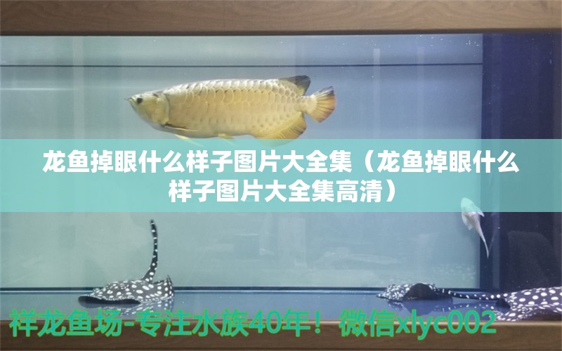 龍魚掉眼什么樣子圖片大全集（龍魚掉眼什么樣子圖片大全集高清） 龍魚疾病與治療