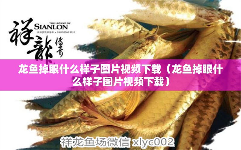 龍魚(yú)掉眼什么樣子圖片視頻下載（龍魚(yú)掉眼什么樣子圖片視頻下載）