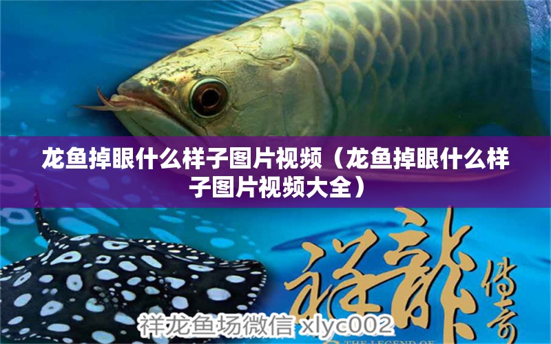 龍魚掉眼什么樣子圖片視頻（龍魚掉眼什么樣子圖片視頻大全） 龍魚疾病與治療