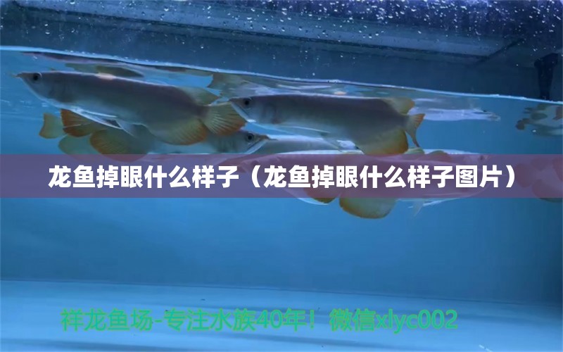 龍魚掉眼什么樣子（龍魚掉眼什么樣子圖片）