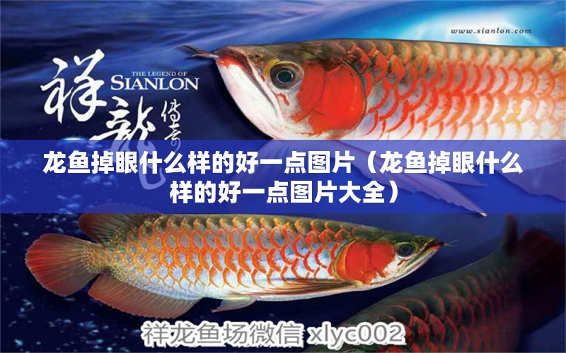 龍魚掉眼什么樣的好一點圖片（龍魚掉眼什么樣的好一點圖片大全） 龍魚疾病與治療