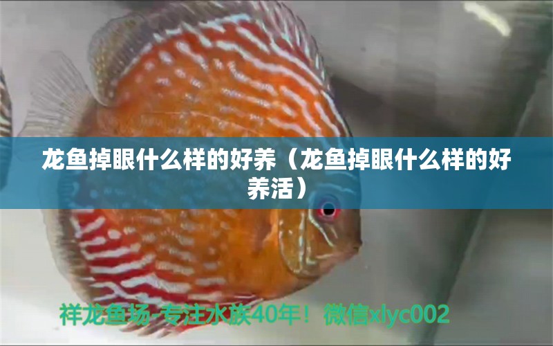 龍魚掉眼什么樣的好養(yǎng)（龍魚掉眼什么樣的好養(yǎng)活）