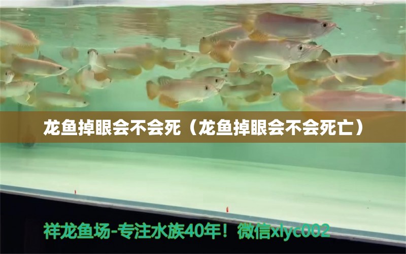 龍魚掉眼會(huì)不會(huì)死（龍魚掉眼會(huì)不會(huì)死亡）