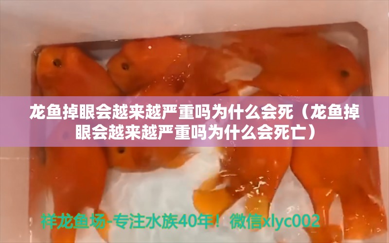 龍魚掉眼會越來越嚴(yán)重嗎為什么會死（龍魚掉眼會越來越嚴(yán)重嗎為什么會死亡） 龍魚疾病與治療