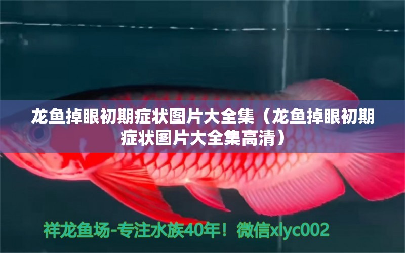 龍魚(yú)掉眼初期癥狀圖片大全集（龍魚(yú)掉眼初期癥狀圖片大全集高清）