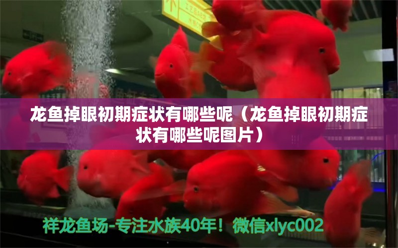 龍魚掉眼初期癥狀有哪些呢（龍魚掉眼初期癥狀有哪些呢圖片） 龍魚疾病與治療